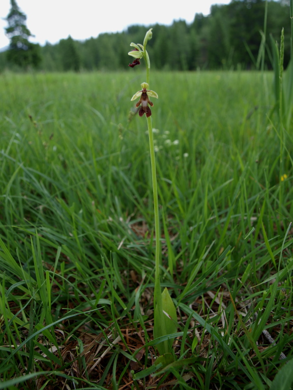 Dal Cadore 3 - Ophrys insectifera